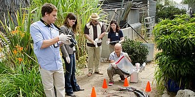 A Horse of a Different Color posteri