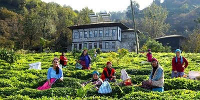 Ege'nin Hamsisi 16.Bölüm posteri