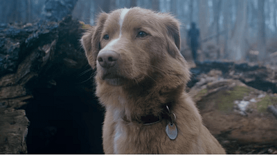 "Good Boy" Filminin Fragmanı İzleyicileri Panikletti: Google Aramaları %2000 Fırladı! haber görseli