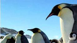 İmparatorun Adımlarından haber görseli