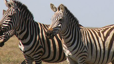 Afrika'yı Hiç Böyle Görmediniz haber görseli