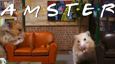 Friends’ın Sevimli Rakibi: Hamsters!
