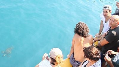 Nadide Hayat Setini Caretta Carettalar Bastı! haber görseli