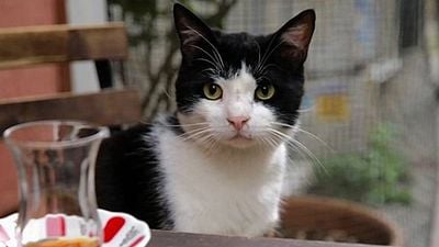 İstanbul'un Kedileri Vizyon Tarihlerini Aldı! haber görseli