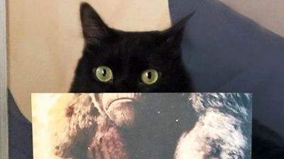 Kediler Günü'nde Pisiler Film Posterlerinin Baş Tacı Oldu!