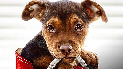 "Sadık Dostum" Klibinde Dostlarımızı Saklama Zamanı! haber görseli