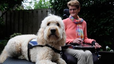 Engelsiz Filmler Festivali'nde Rehber Köpekler Yer Alacak! haber görseli