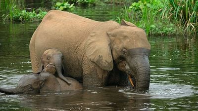 Netflix, Öğretmenlere Yardım Etmek İçin Belgesellerini Ücretsiz Yayınlamaya Başladı! haber görseli