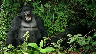 Leonardo DiCaprio, Barry Jenkins ve Netflix, "Virunga" Belgeselini Filmleştirmek İstiyor haber görseli