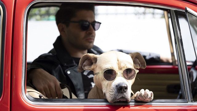 "Dikkat Köpek Var"dan İlk Fragman Yayınlandı! haber görseli