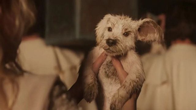 Süper Köpek Krypto Sahneye Çıkıyor: "Supergirl" Tanıtımında Büyük Buluşma! haber görseli