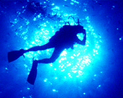 ODTÜ Sualtı Topluluğu Kısa Film Yarışması haber görseli