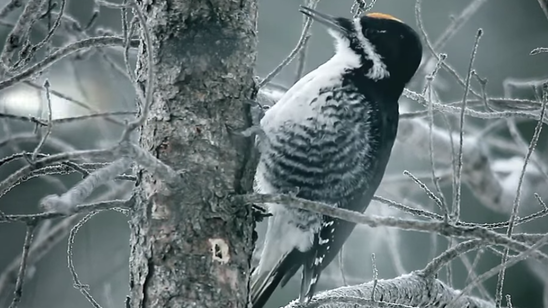 Fargo'nun İkinci Sezonundan Tadımlık Teaser Yayınlandı! haber görseli