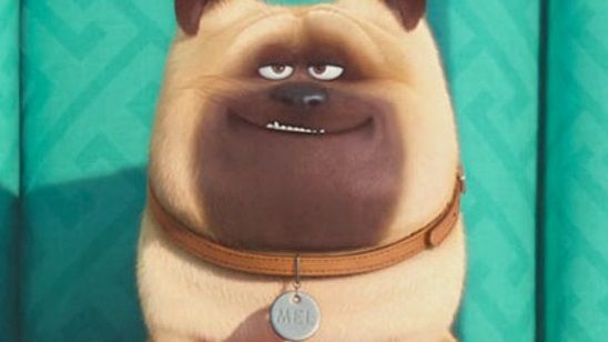 Evcil Hayvanların Gizli Yaşamı'ndan Kamera Arkası Görüntüler Geldi! haber görseli