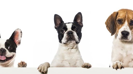 Dünya Köpekler Günü'nde Zac Efron'dan Duygusal Kutlama! haber görseli