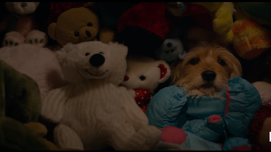 Sevimli Köpek “Benji” Kalbimizi Eritmeye Geliyor! haber görseli