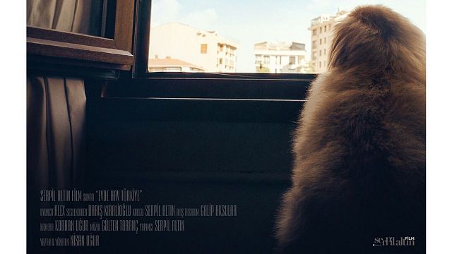 Coronavirüsü Hayvanların Gözünden Anlatan "Evde Hav Türkiye" Geliyor haber görseli