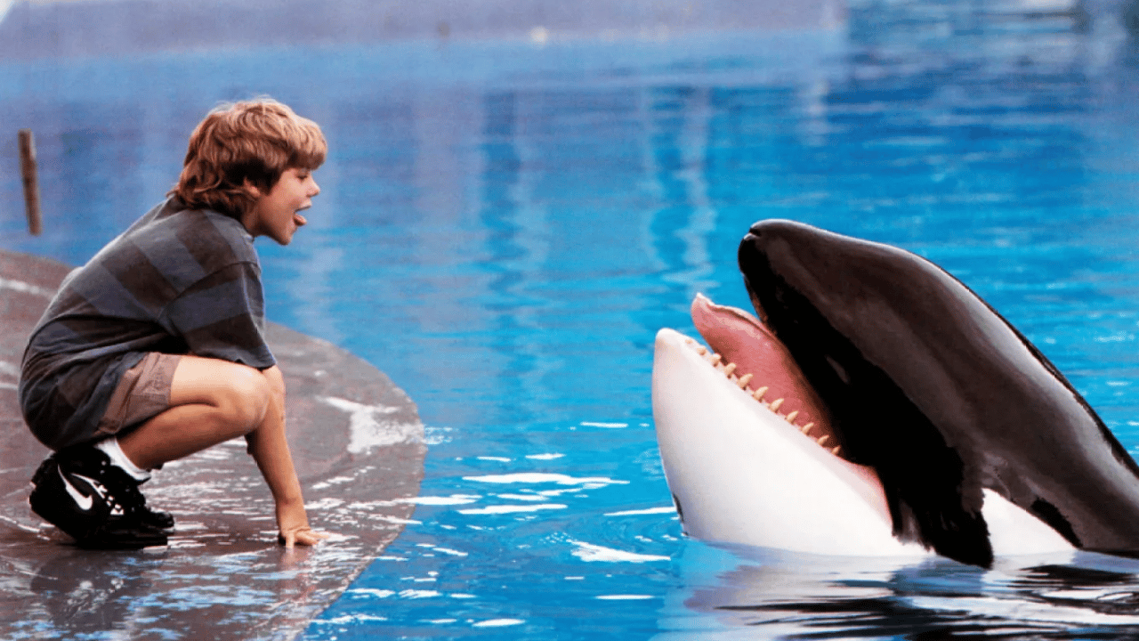 Denizlerin Özgür Devine Modern Dokunuş: "Free Willy" Efsanesi Geri Dönüyor!