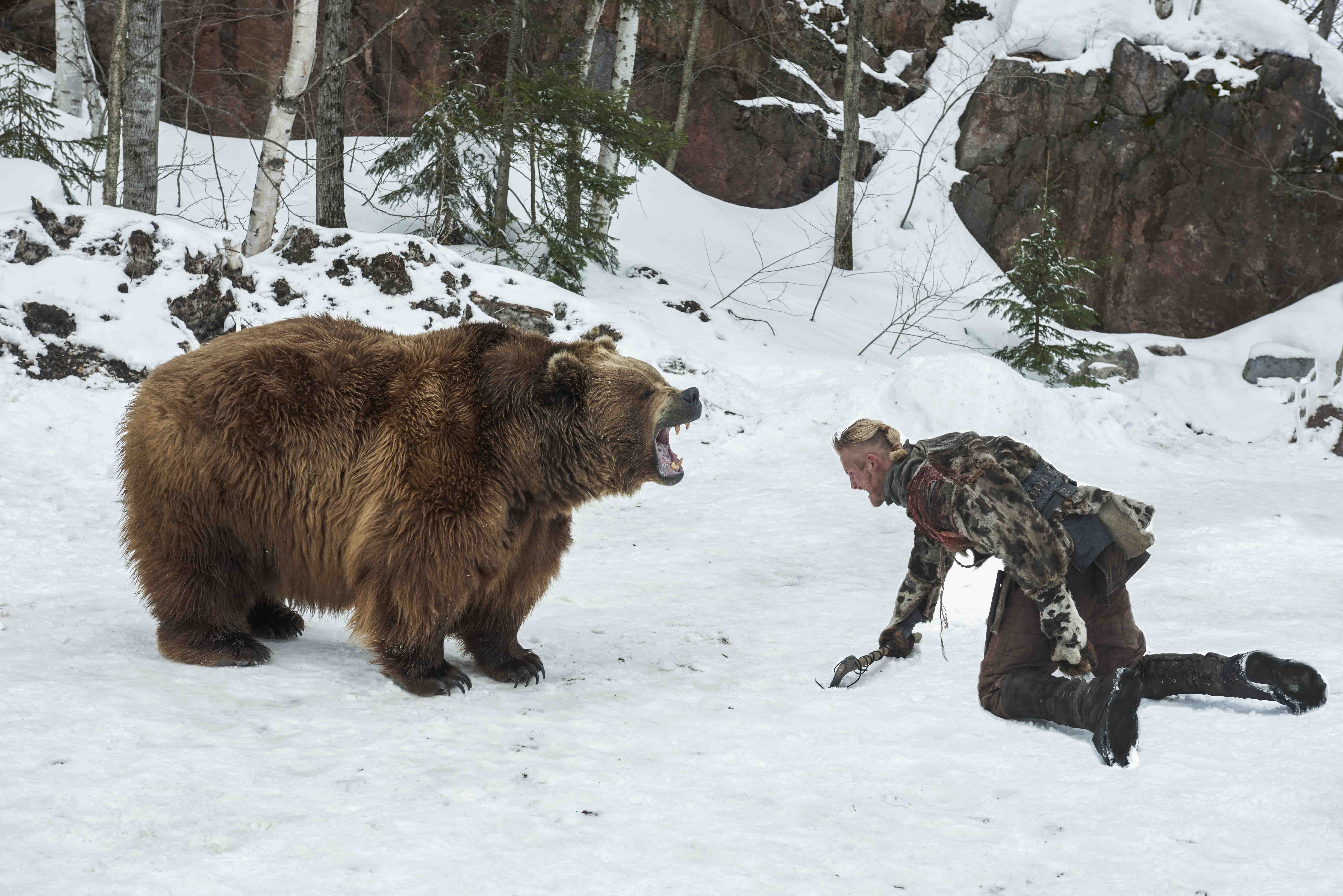 Есть ли медведь людей. Медведь Гризли нападение. Медведь Гризли шатун.