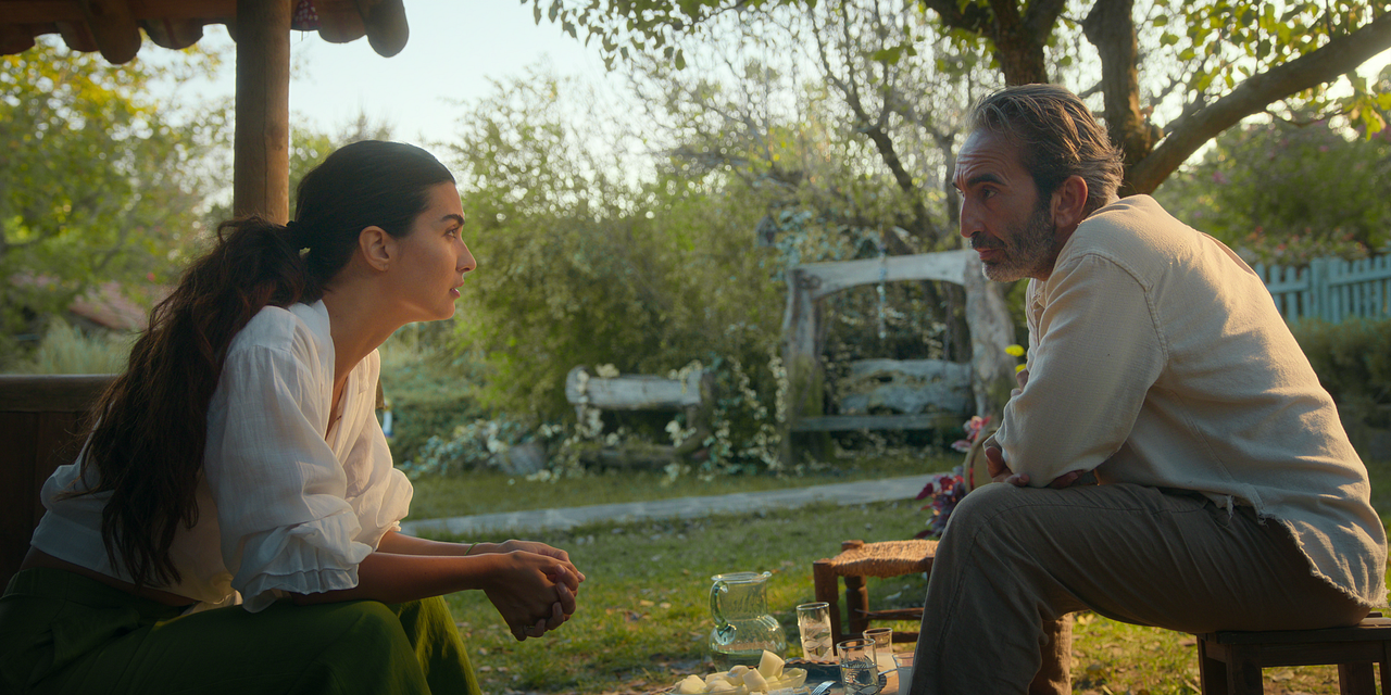 Zeytin Ağacı : Fotoğraf