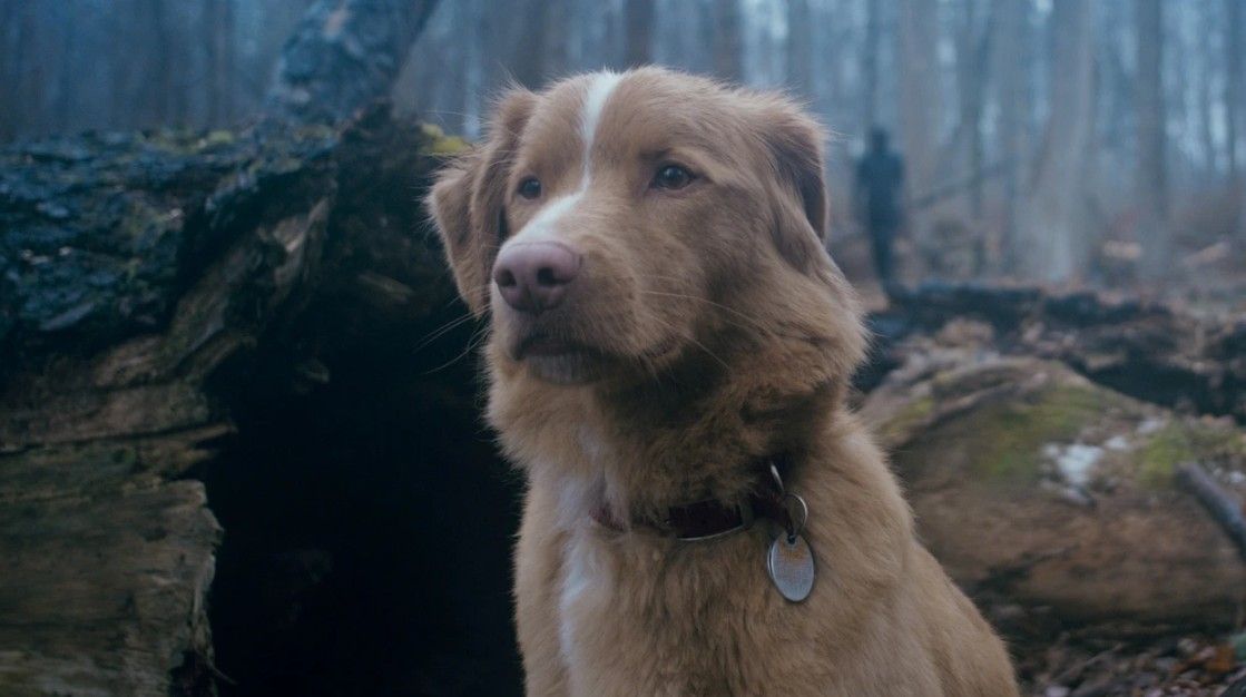 Good Boy : Fotoğraf Indy (II) 