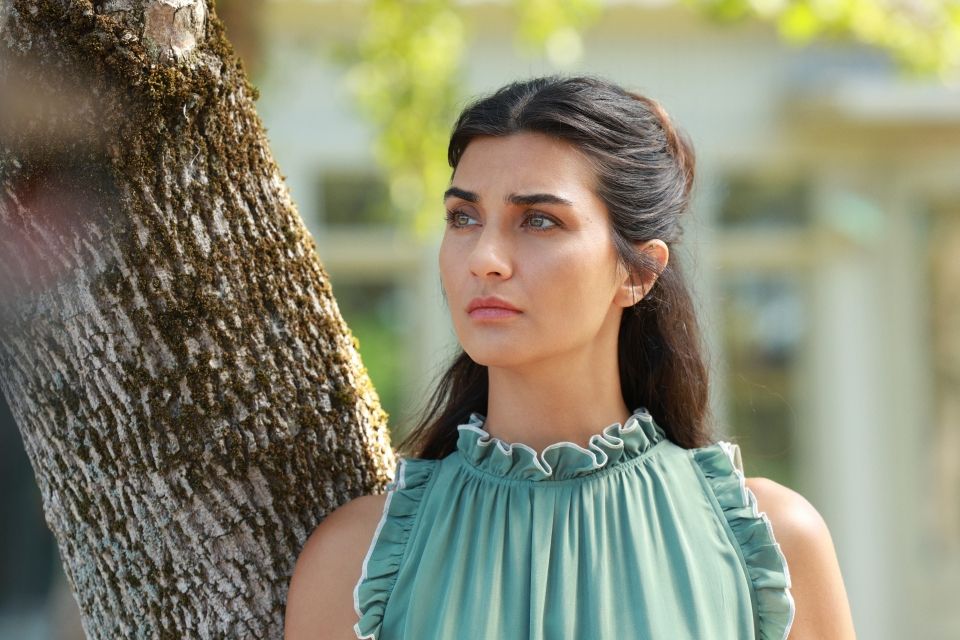 Zeytin Ağacı : Fotoğraf