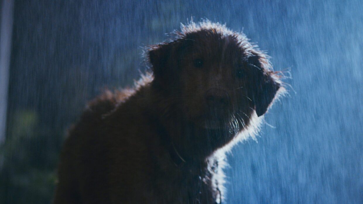 Good Boy : Fotoğraf Indy (II) 