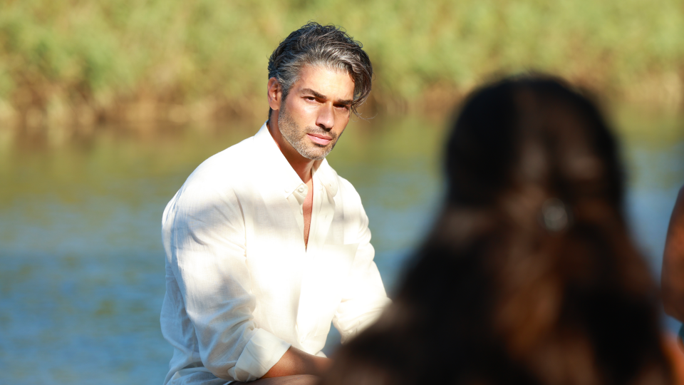 Zeytin Ağacı : Fotoğraf