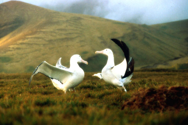 Kuşlar Kanatlı Uygarlık : Fotoğraf
