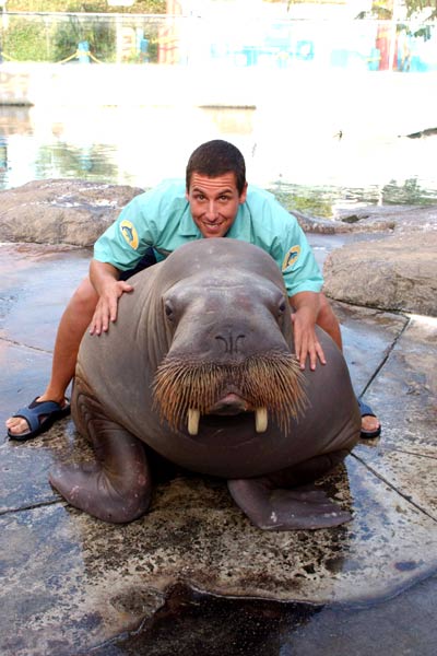 50 İlk Öpücük : Fotoğraf Adam Sandler