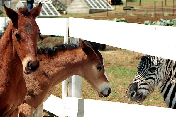 Racing Stripes : Fotoğraf Frederik Du Chau