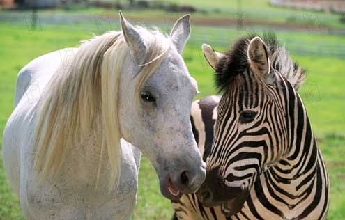 Racing Stripes : Fotoğraf Frederik Du Chau