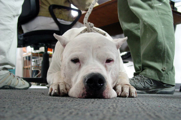 Bombon Köpek : Fotoğraf Carlos Sorín