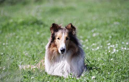 Lassie : Fotoğraf Charles Sturridge