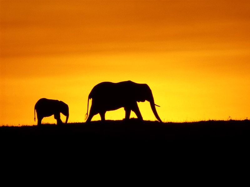 Earth : Fotoğraf Alastair Fothergill