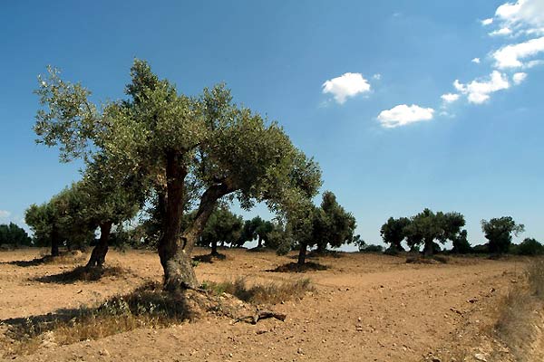 Fotoğraf Marc Recha