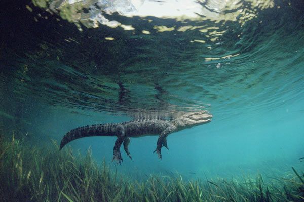 Fotoğraf Greg MacGillivray