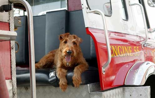 Firehouse Dog : Fotoğraf Todd Holland