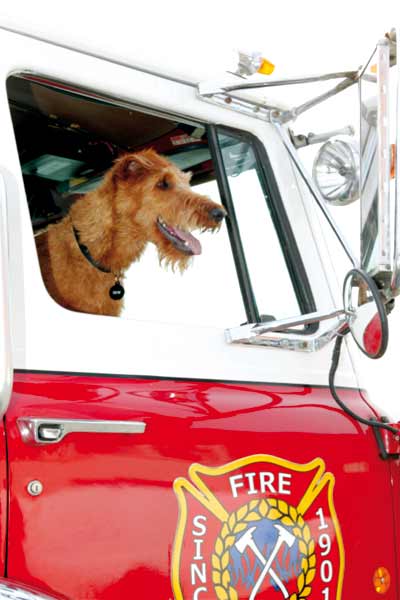 Firehouse Dog : Fotoğraf Todd Holland