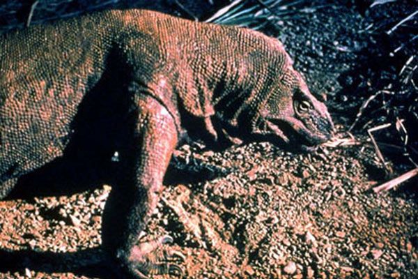 Fotoğraf Michael Lantieri