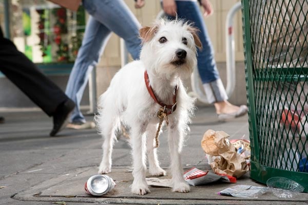 Köpek Oteli : Fotoğraf