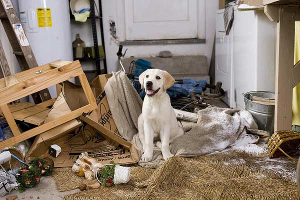 Marley ve Ben : Fotoğraf David Frankel