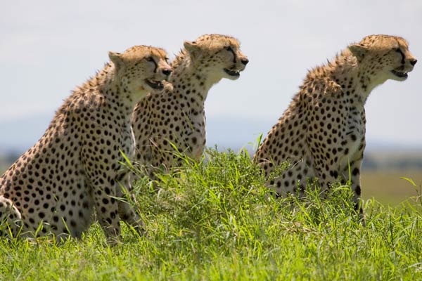 Afrika Kedileri : Fotoğraf Keith Scholey, Alastair Fothergill