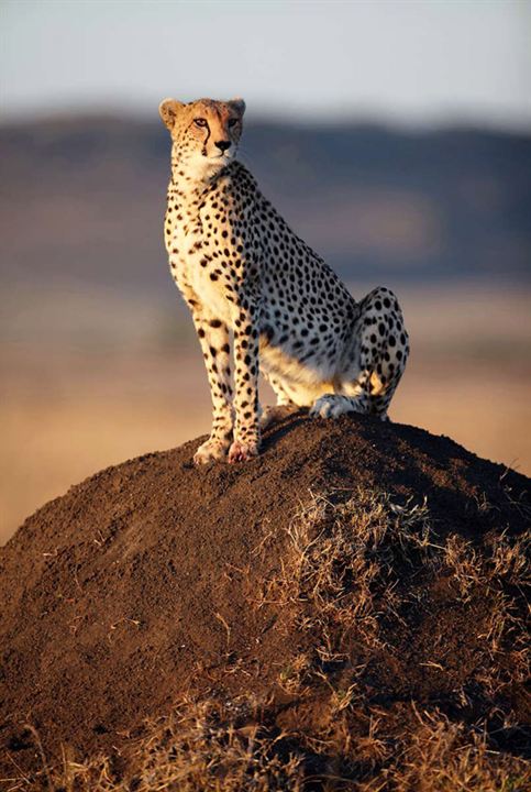 Afrika Kedileri : Fotoğraf Alastair Fothergill, Keith Scholey