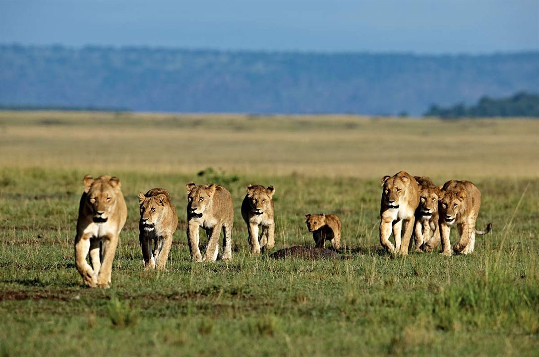 Afrika Kedileri : Fotoğraf Keith Scholey, Alastair Fothergill