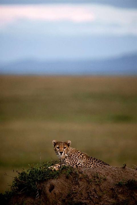 Afrika Kedileri : Fotoğraf Keith Scholey, Alastair Fothergill