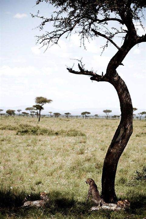 Afrika Kedileri : Fotoğraf Keith Scholey, Alastair Fothergill