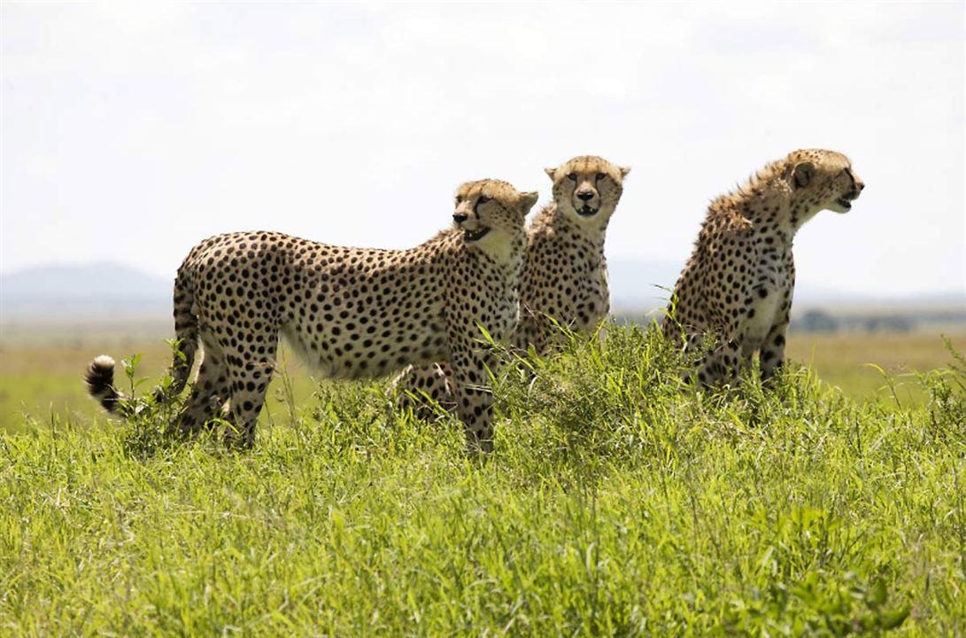 Afrika Kedileri : Fotoğraf Keith Scholey, Alastair Fothergill