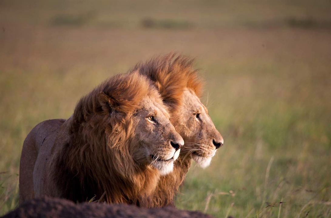 Afrika Kedileri : Fotoğraf Keith Scholey, Alastair Fothergill