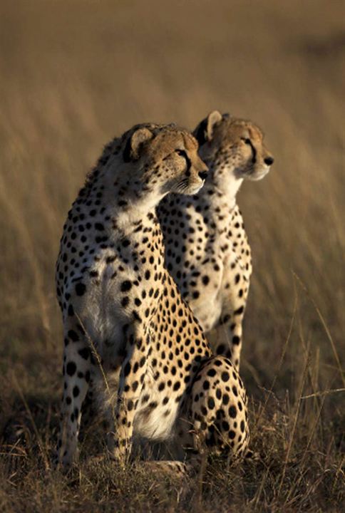 Afrika Kedileri : Fotoğraf Keith Scholey, Alastair Fothergill